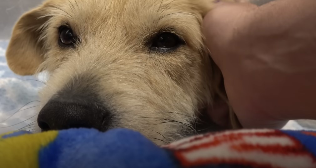 guy petting a dog