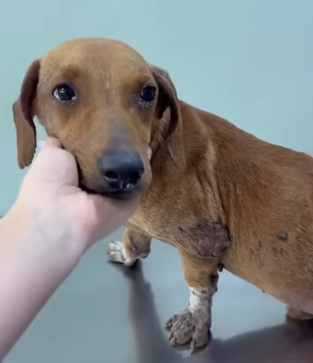 guy petting cute dog