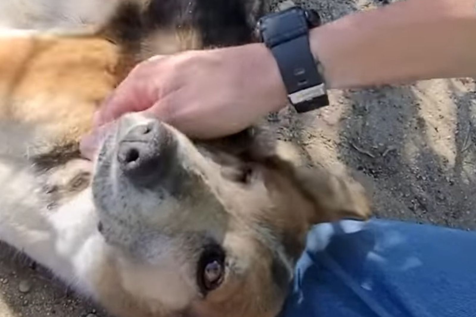 guy playing with stray dog