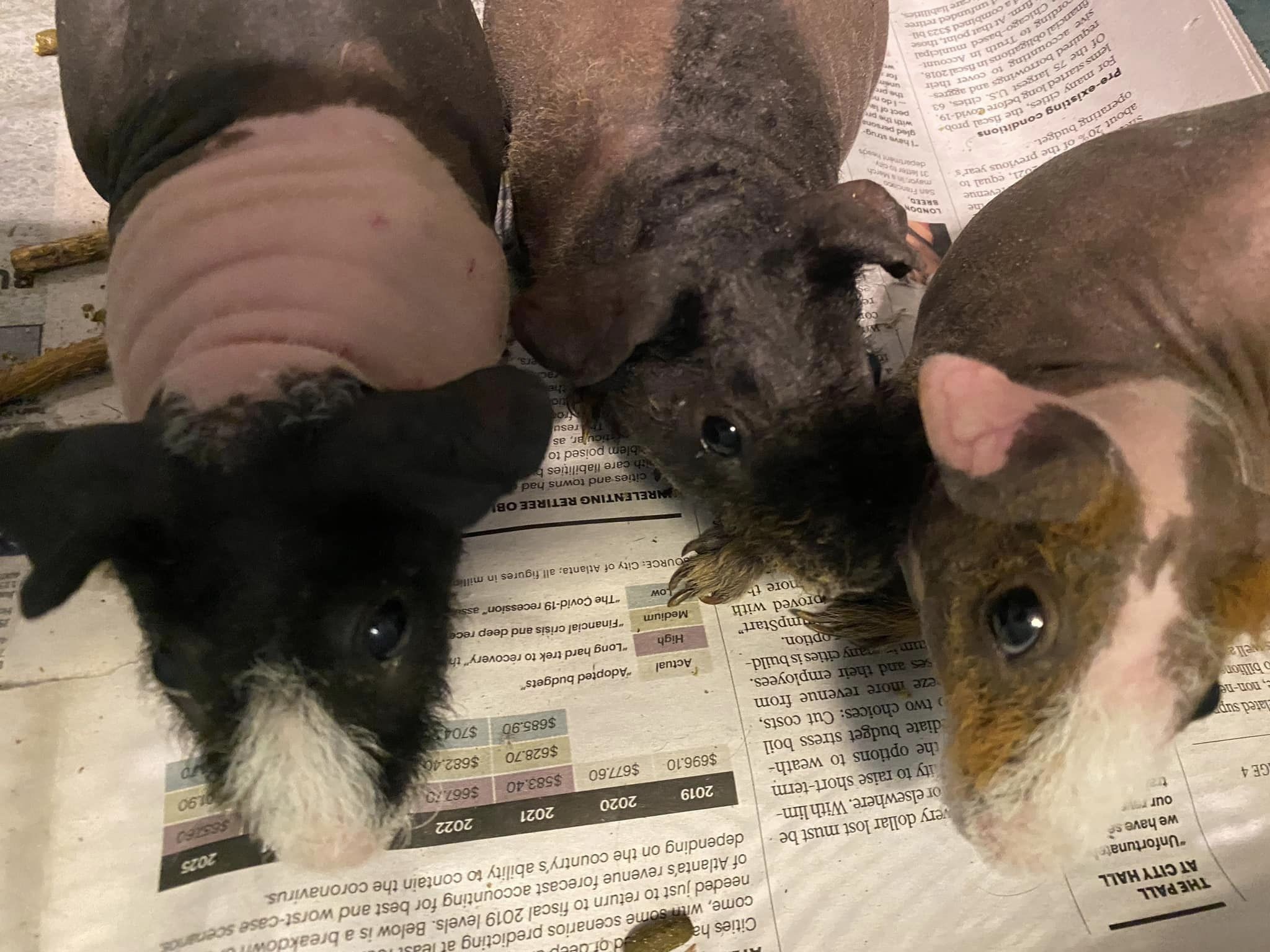 hairless guinea pigs