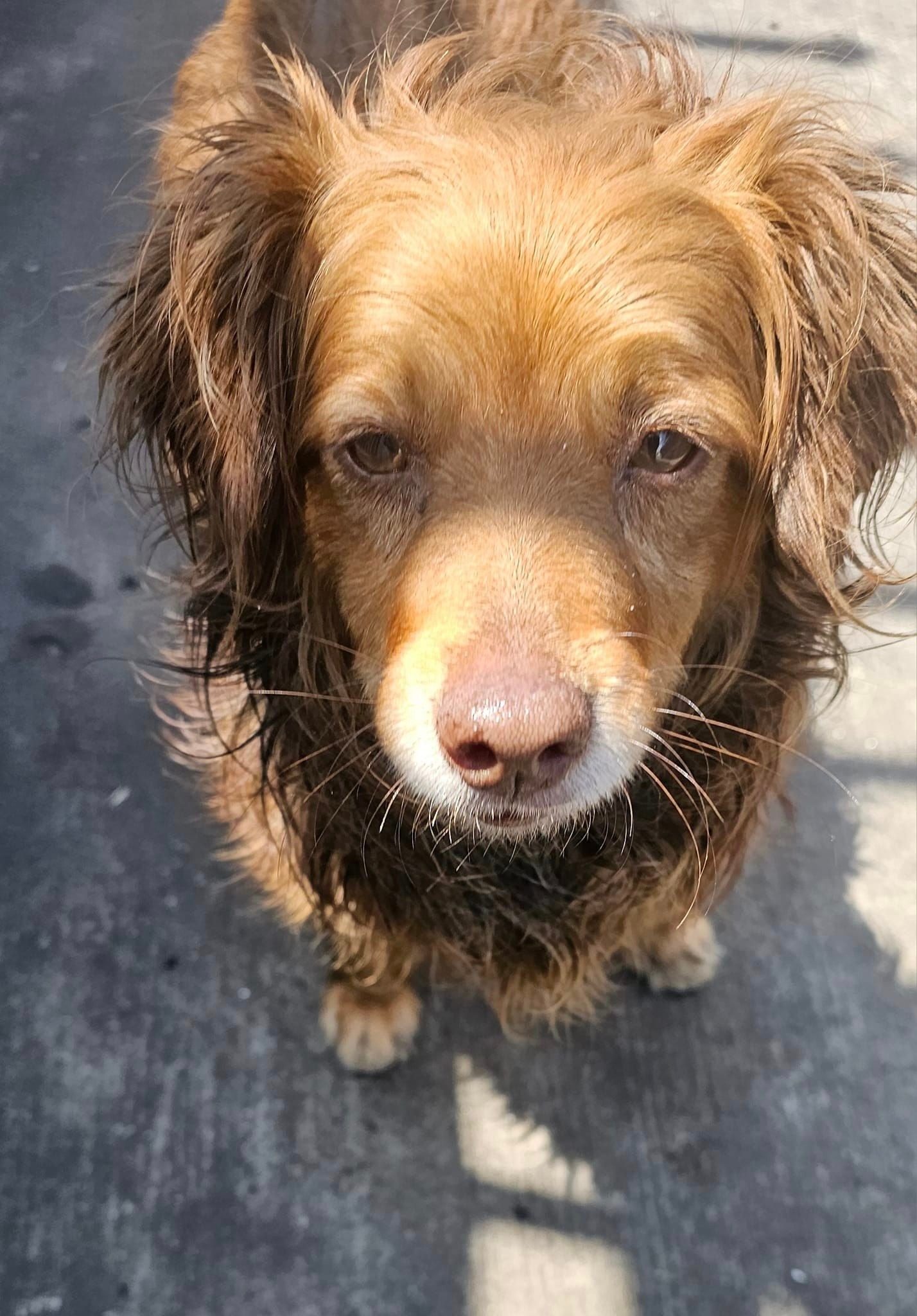 hairy dog looking sad