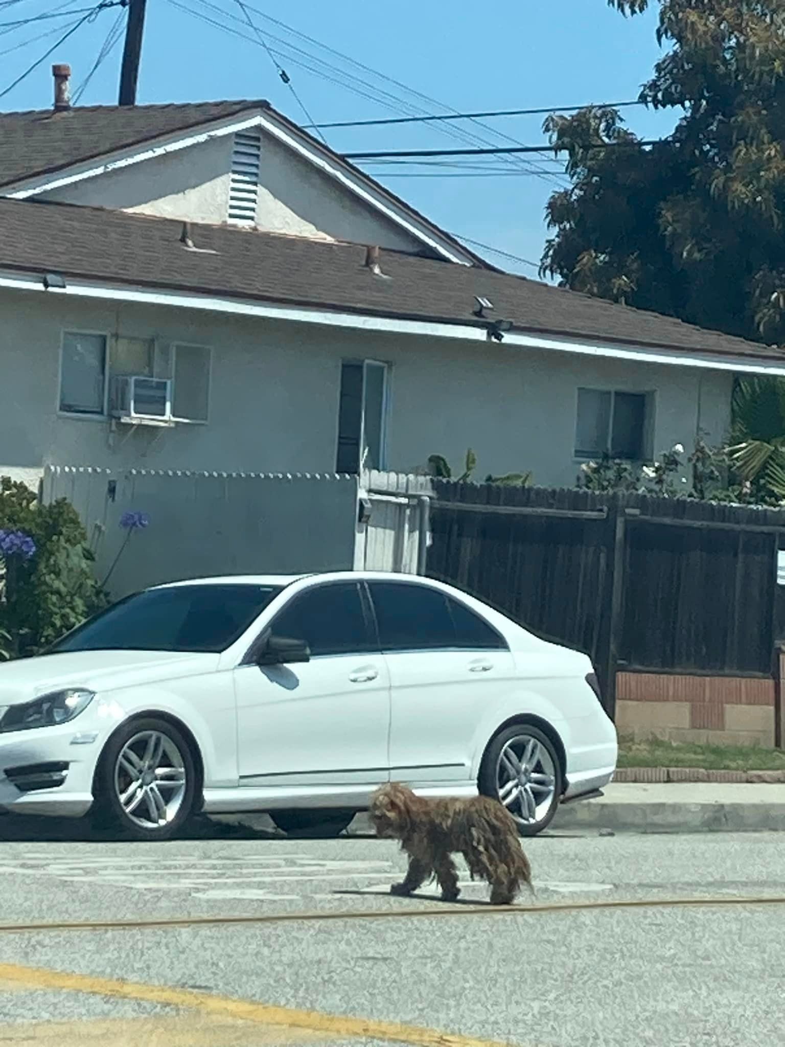 hairy dog on the road