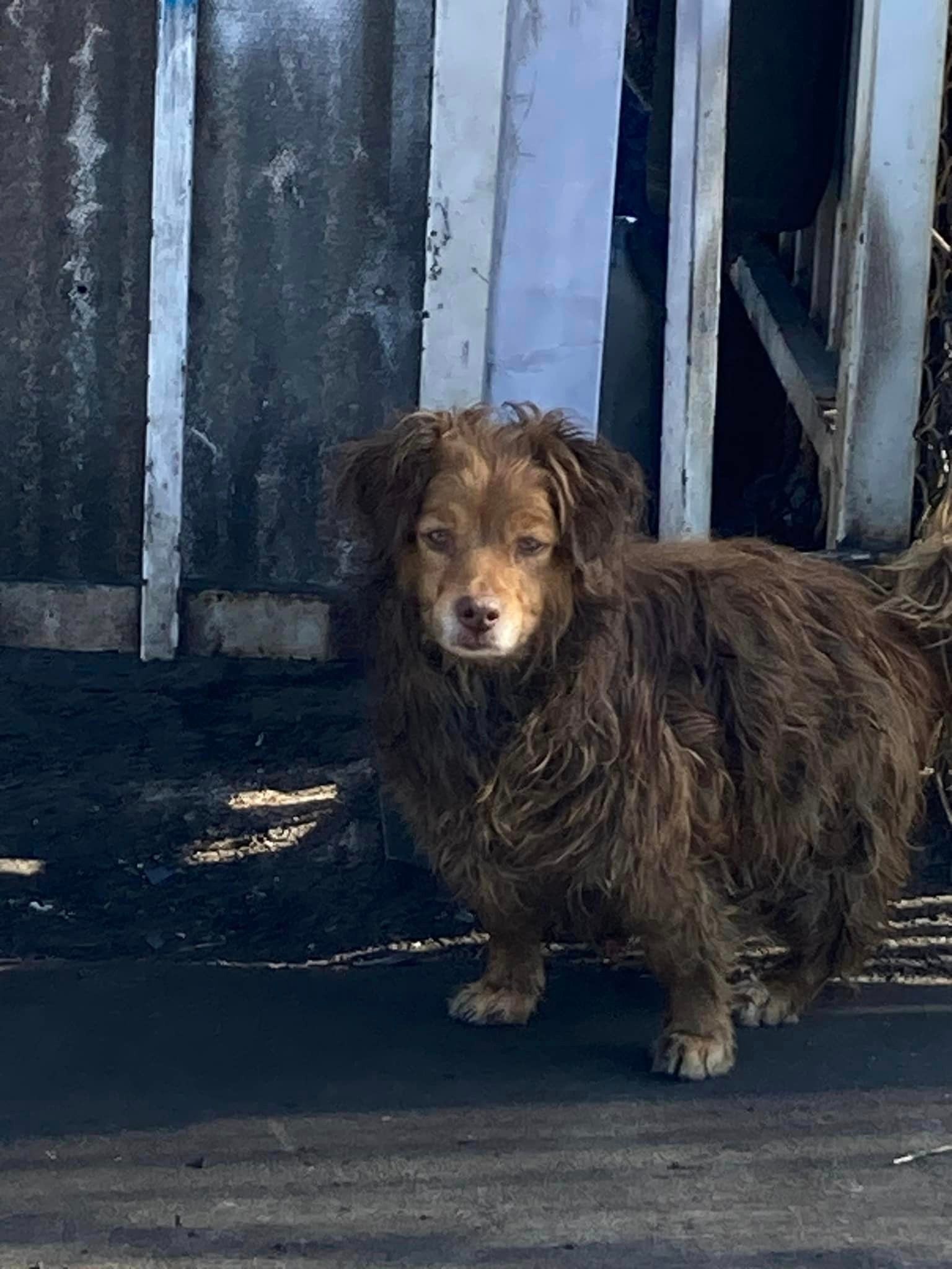 hairy dog on the street