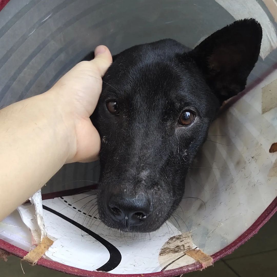 hand petting the dog