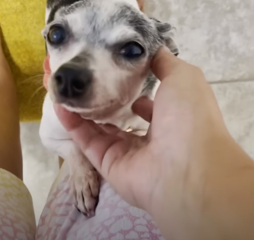 hand petting the senior pup