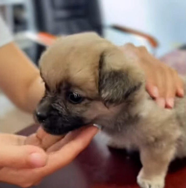 hands holding rescued pup