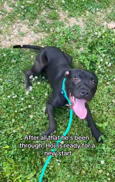 happy black dog