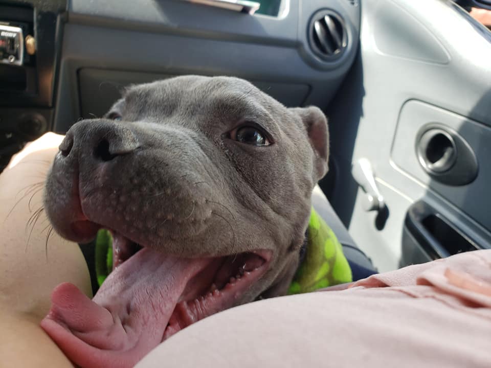 happy dog driving in a car