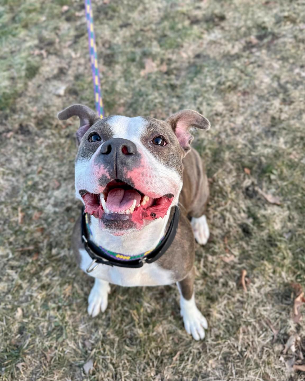 happy dog on a leash