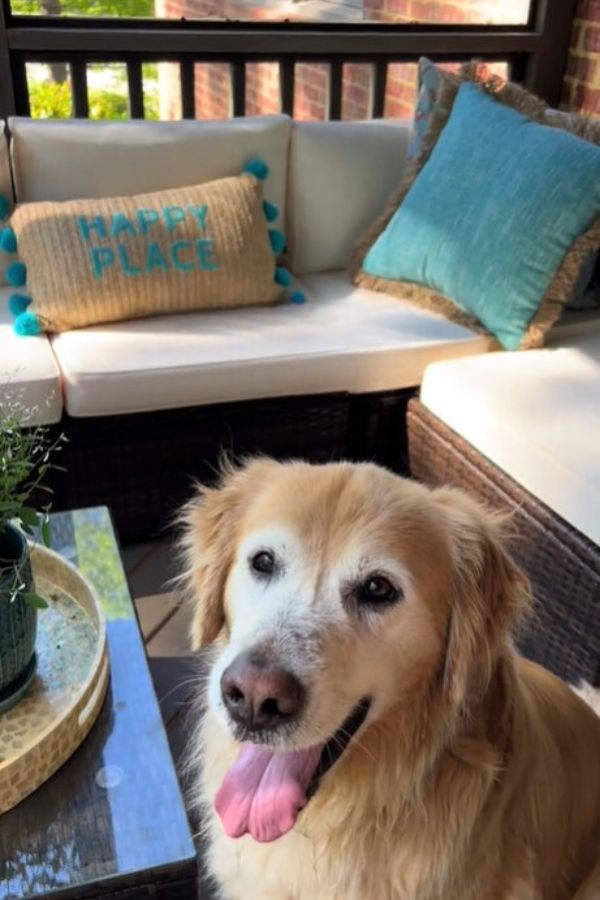 happy dog on the patio