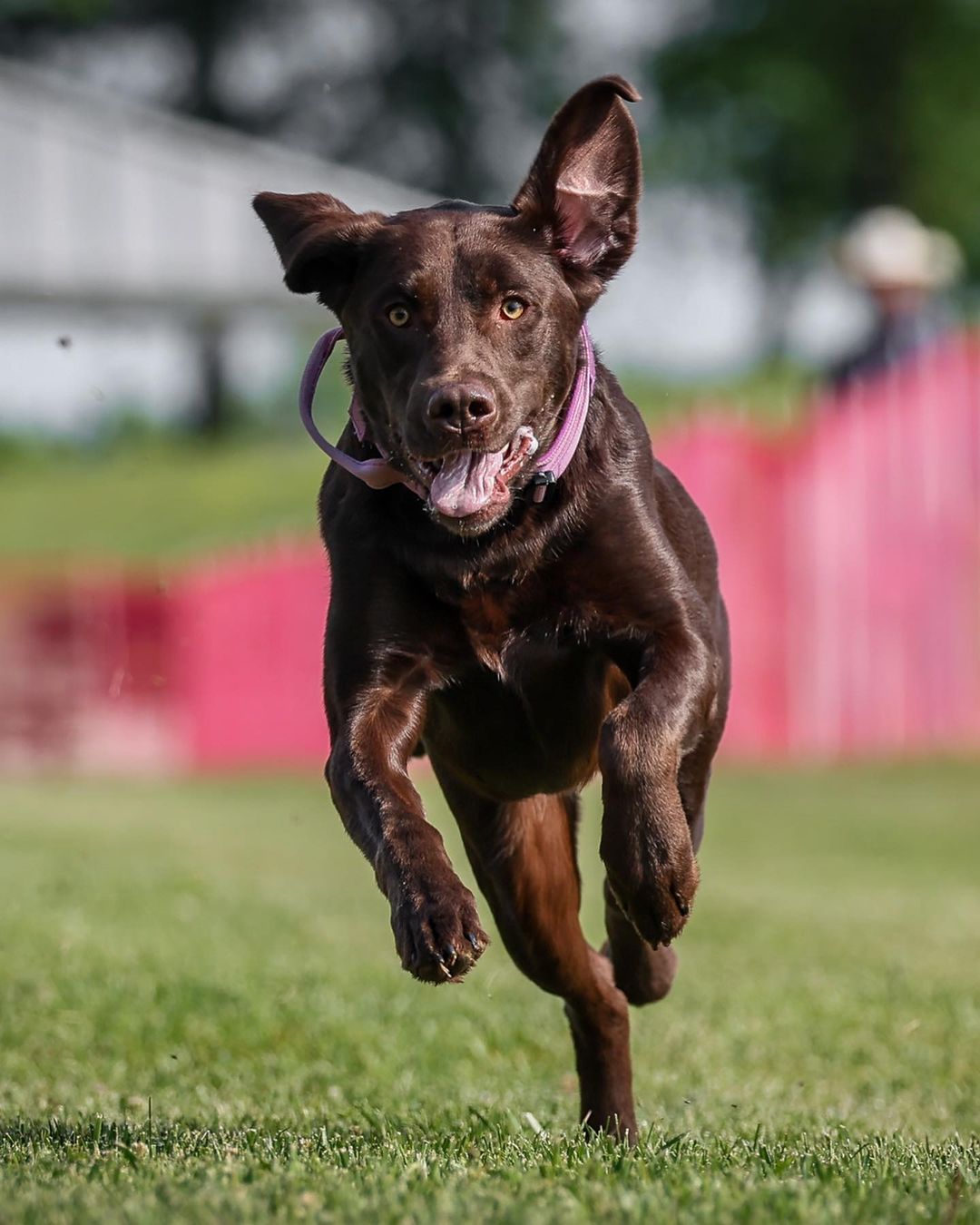 happy dog running