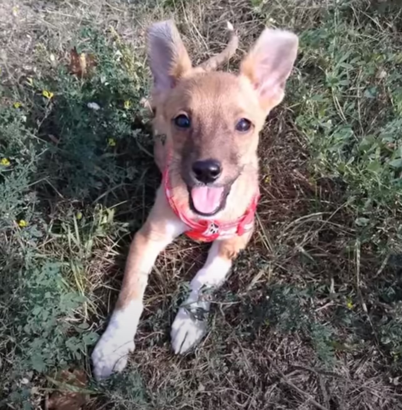 happy dog with red necklace