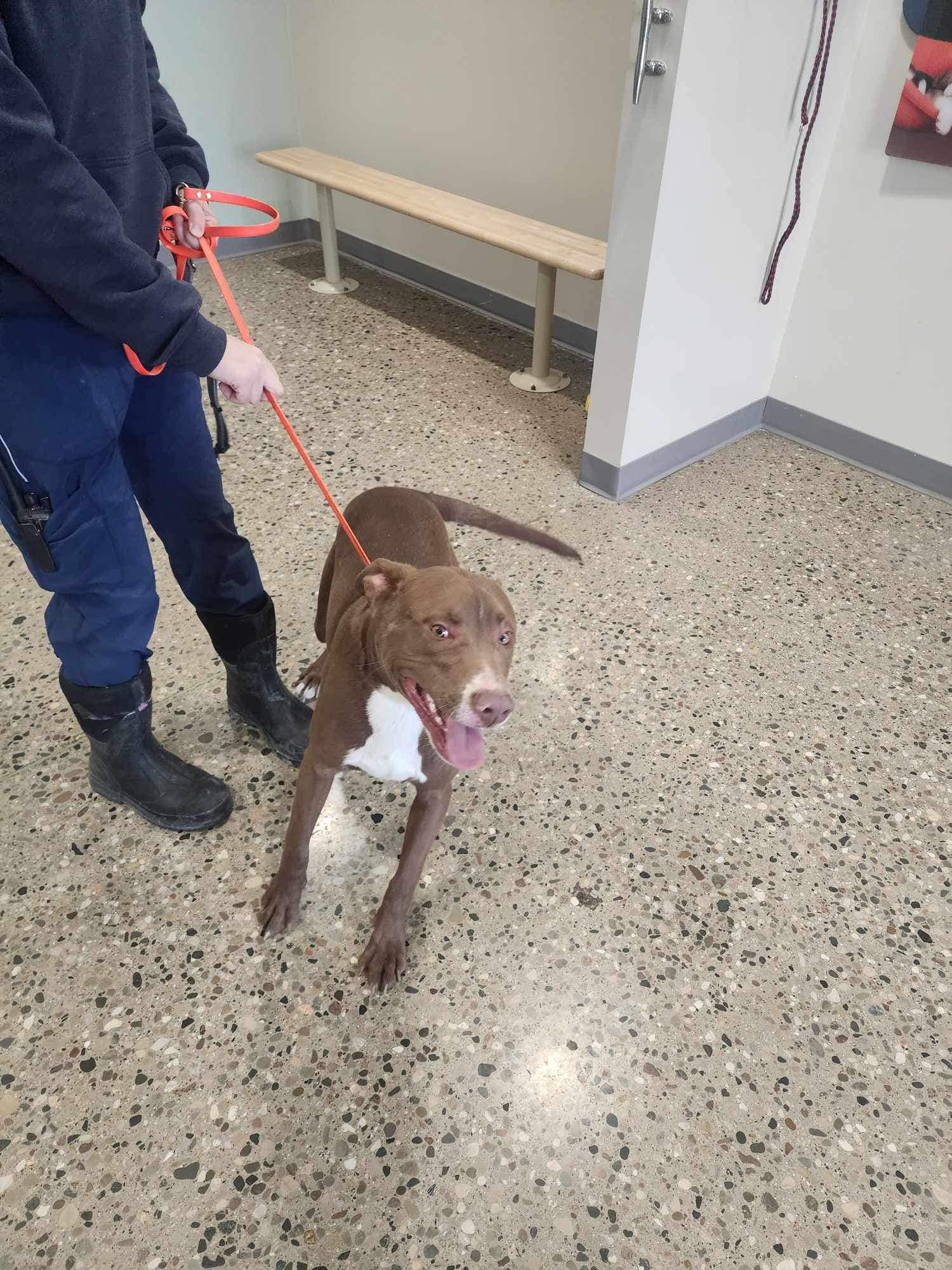 happy dog with rescuer