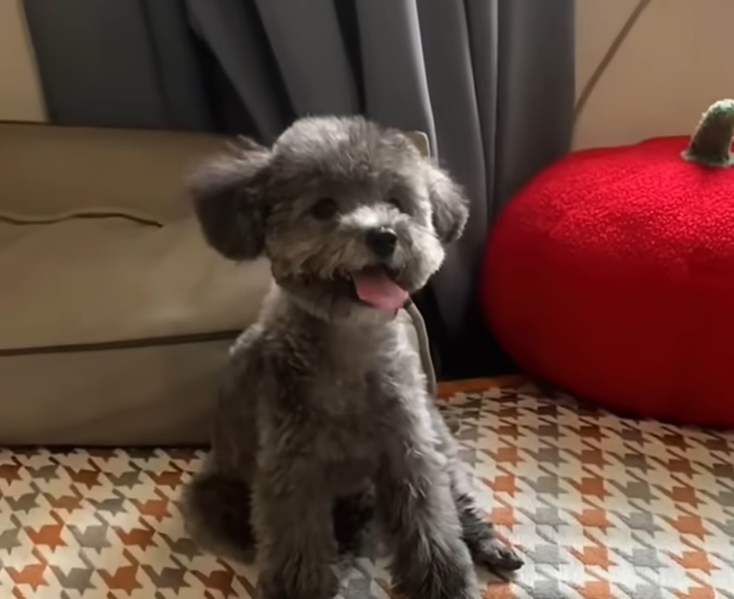 happy gray puppy