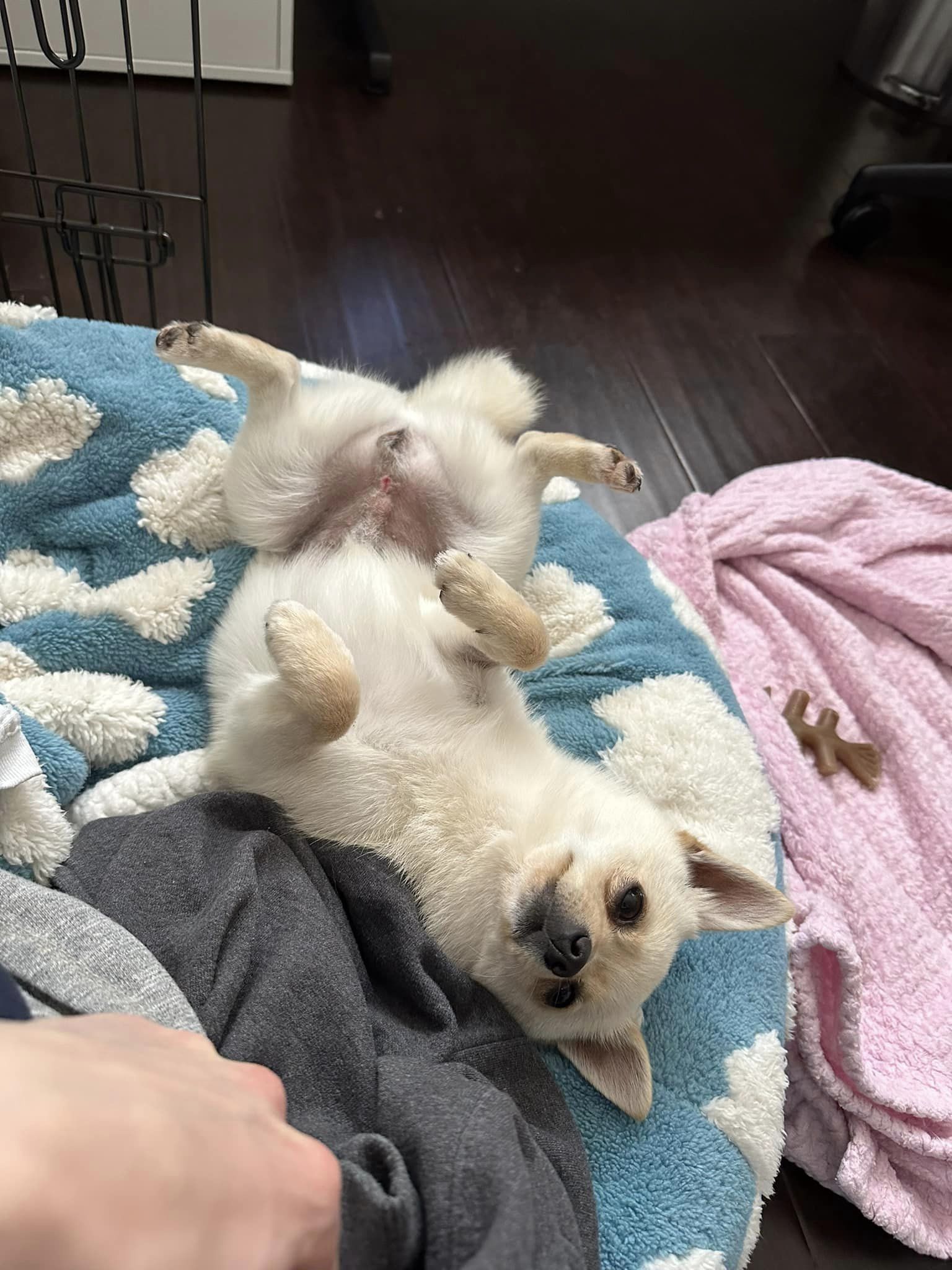 happy white dog playing with owner