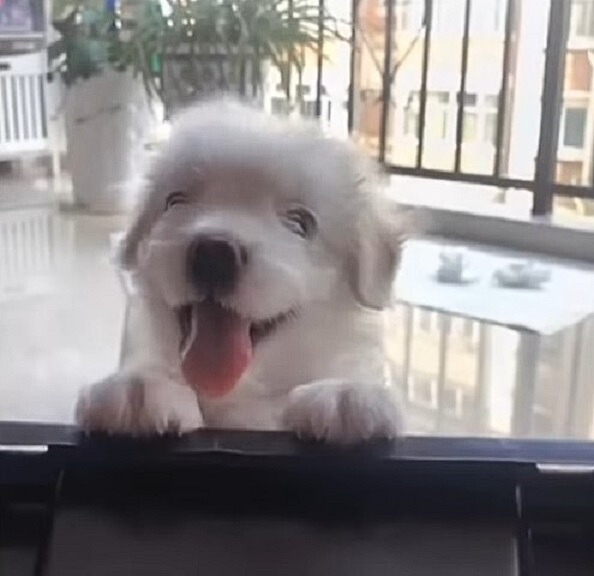 happy white dog