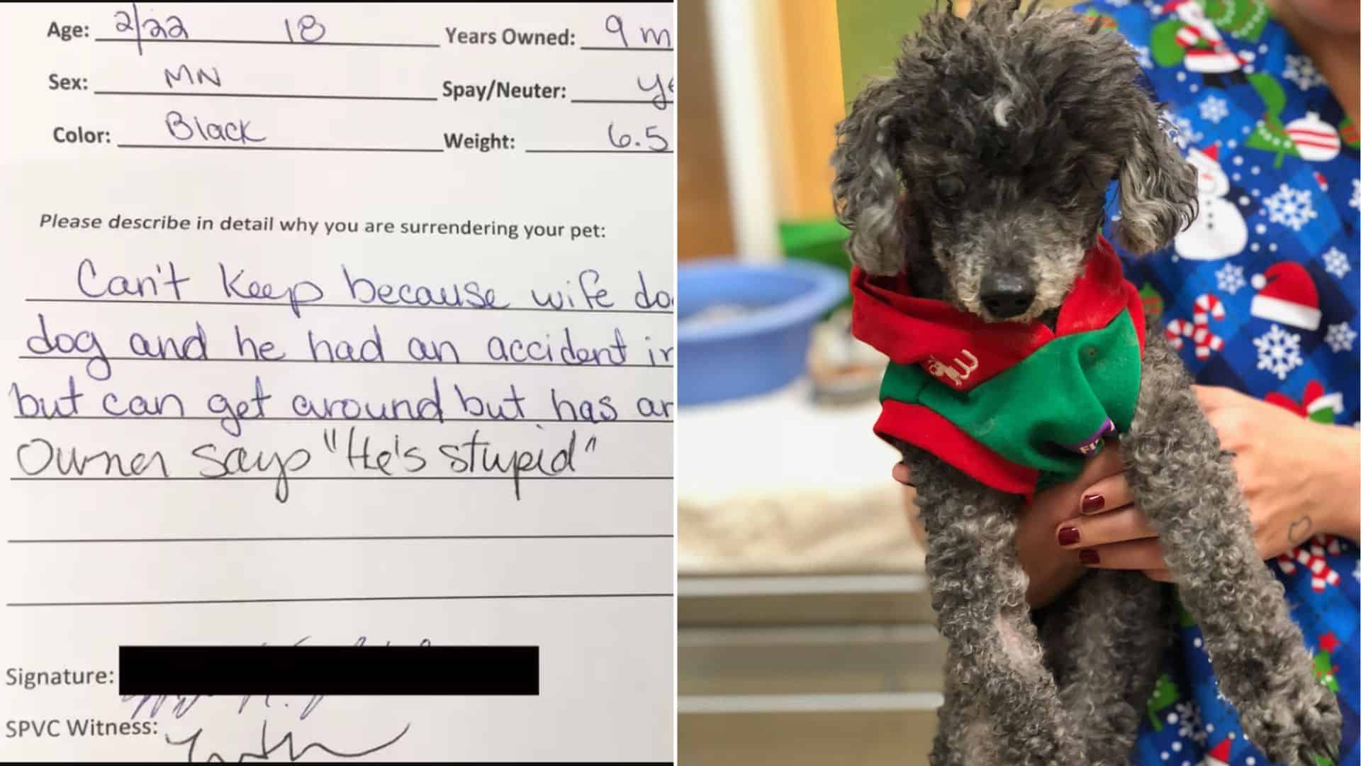 18-Year-Old Poodle Set To Be Euthanized Because His Owners Think ‘He’s Stupid’