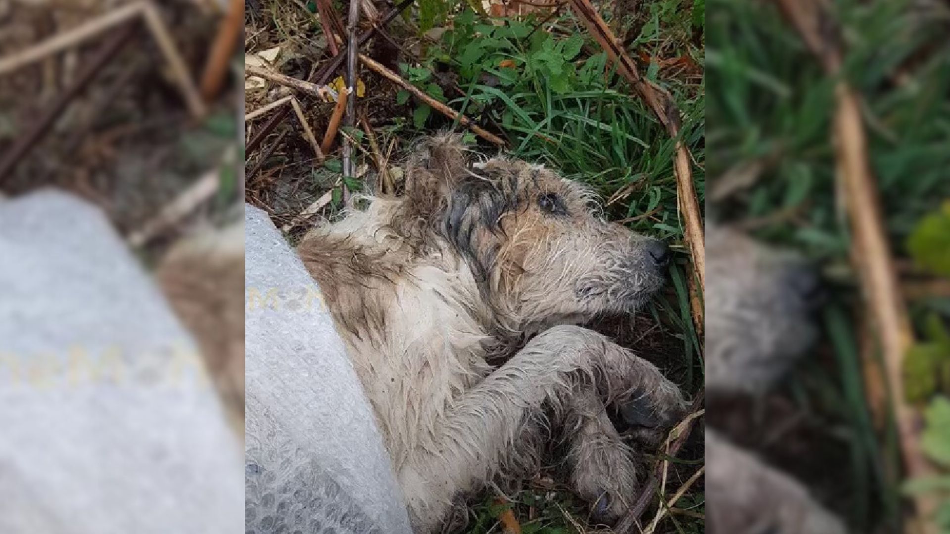 Confused Dog Dumped In Woods Helplessly Waited For A Kind Human To Hear His Cries