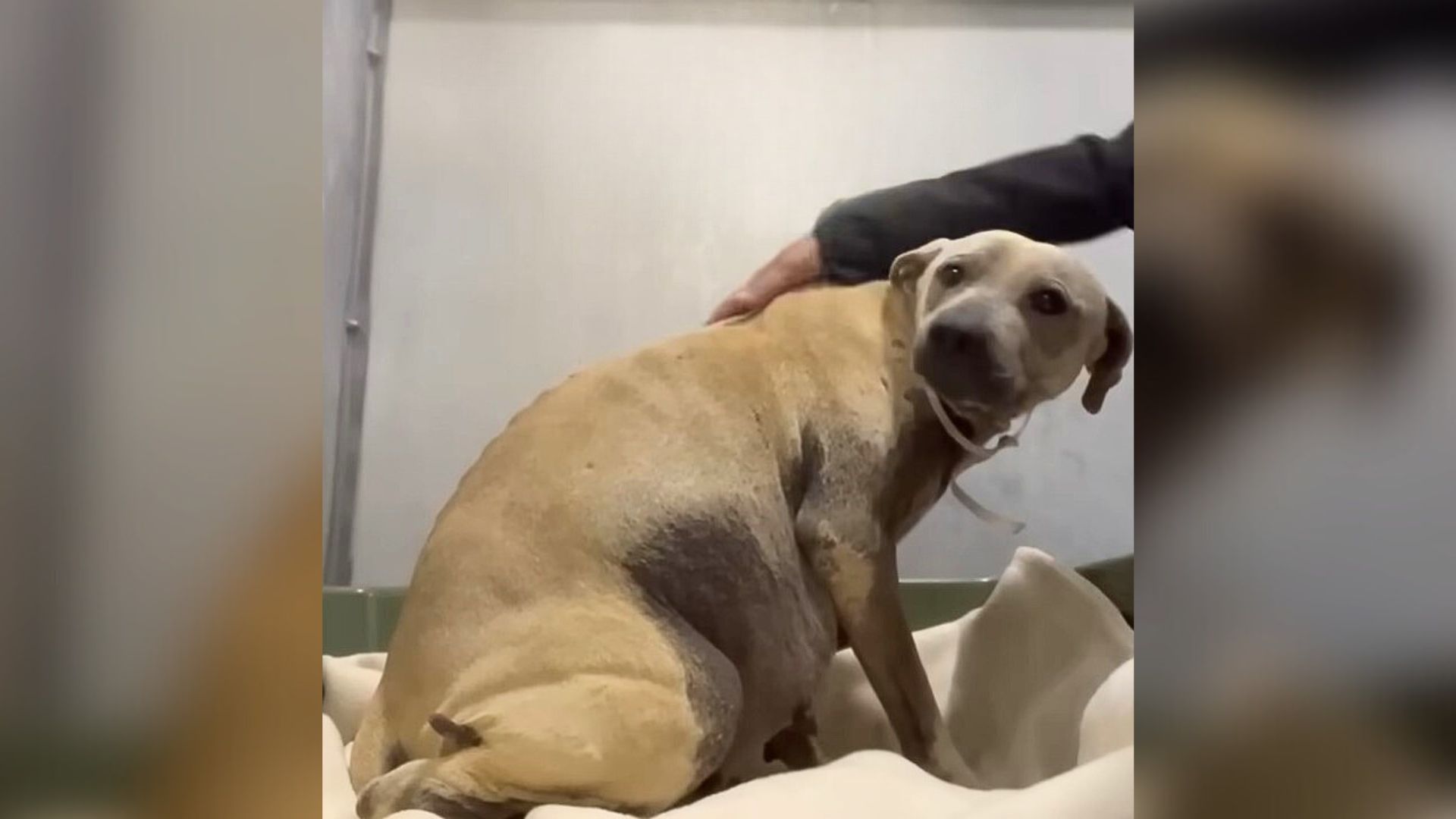 Heavily Pregnant Dog Dumped At Shelter Only A Few Days Before Giving Birth