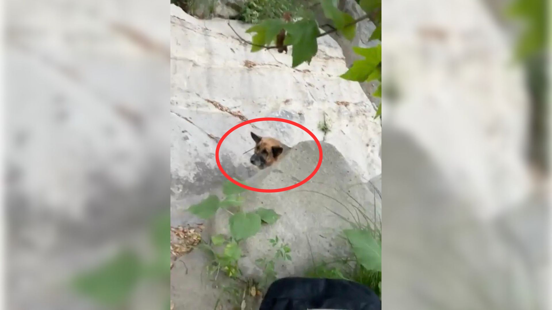 Hikers Were Shocked To Find An Abandoned Pup In Canyon With Something Around His Mouth