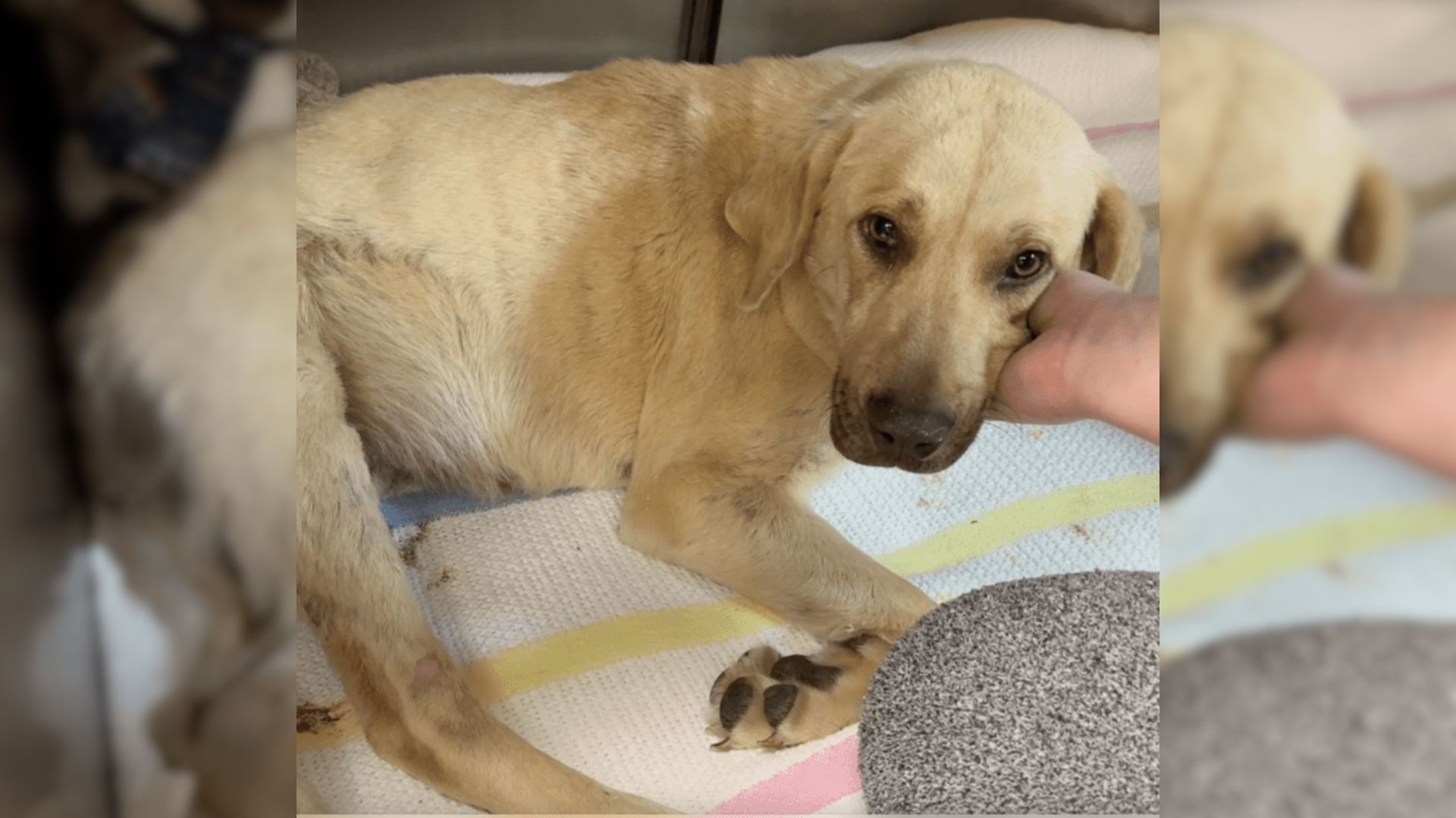 Hit By A Car, This Sweet Dog Was Found Lying On The Side Of The Road For Two Days