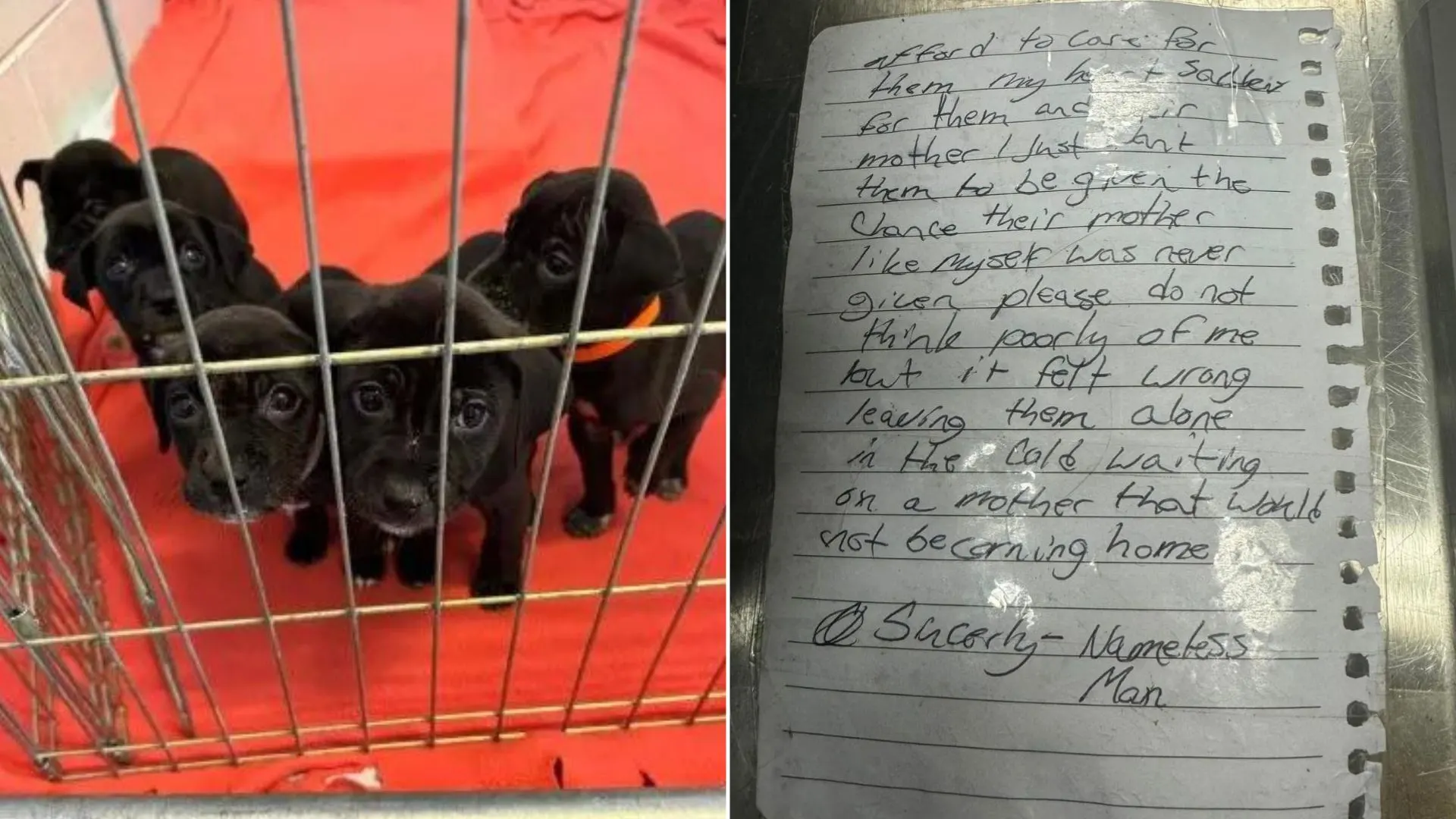 Homeless Man Leaves Note Next To Puppies And Leaves Shelter Workers Heartbroken