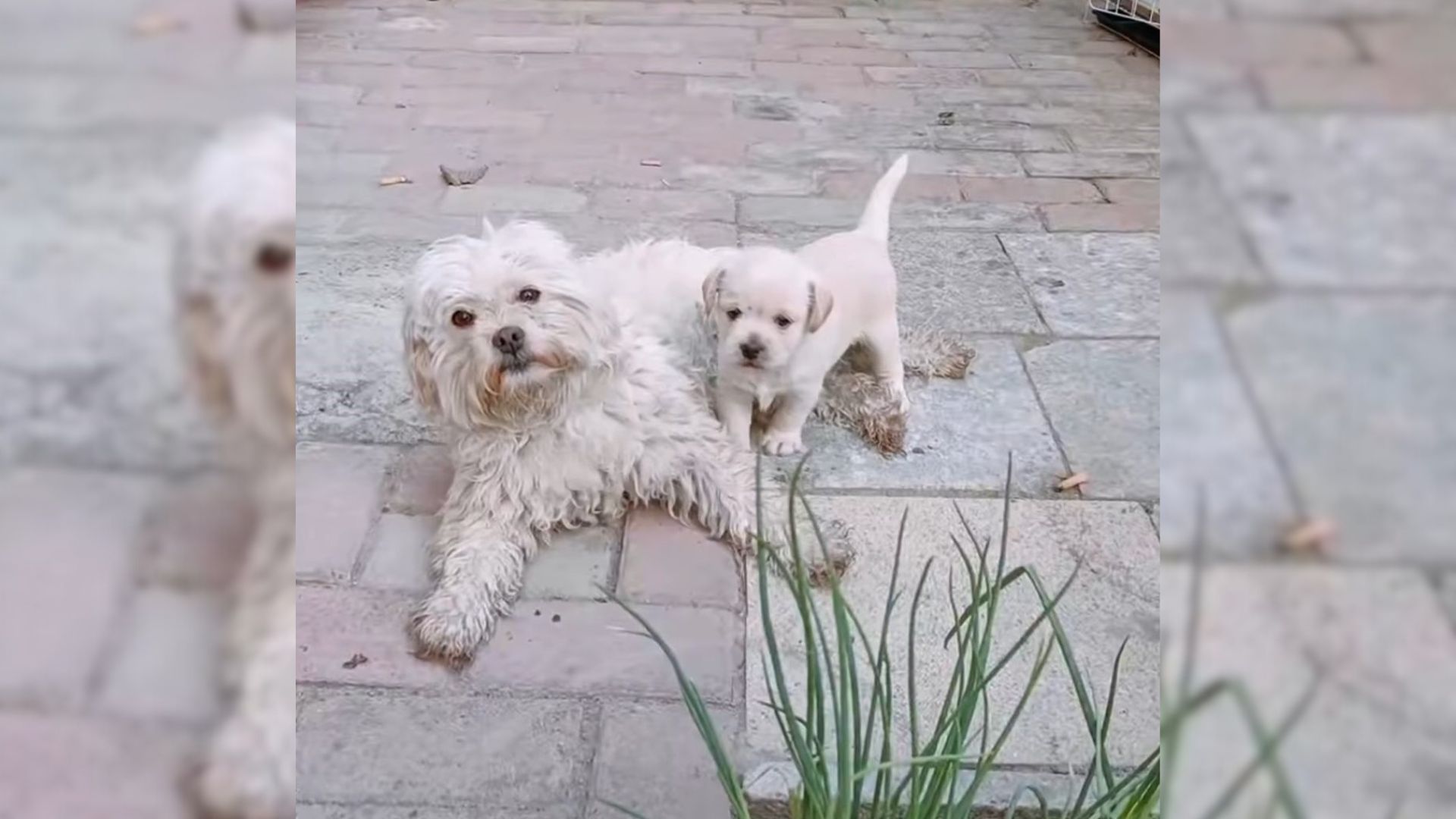 Stray Dog Shocks Homeowners With Big Secret Hidden In Their Barn