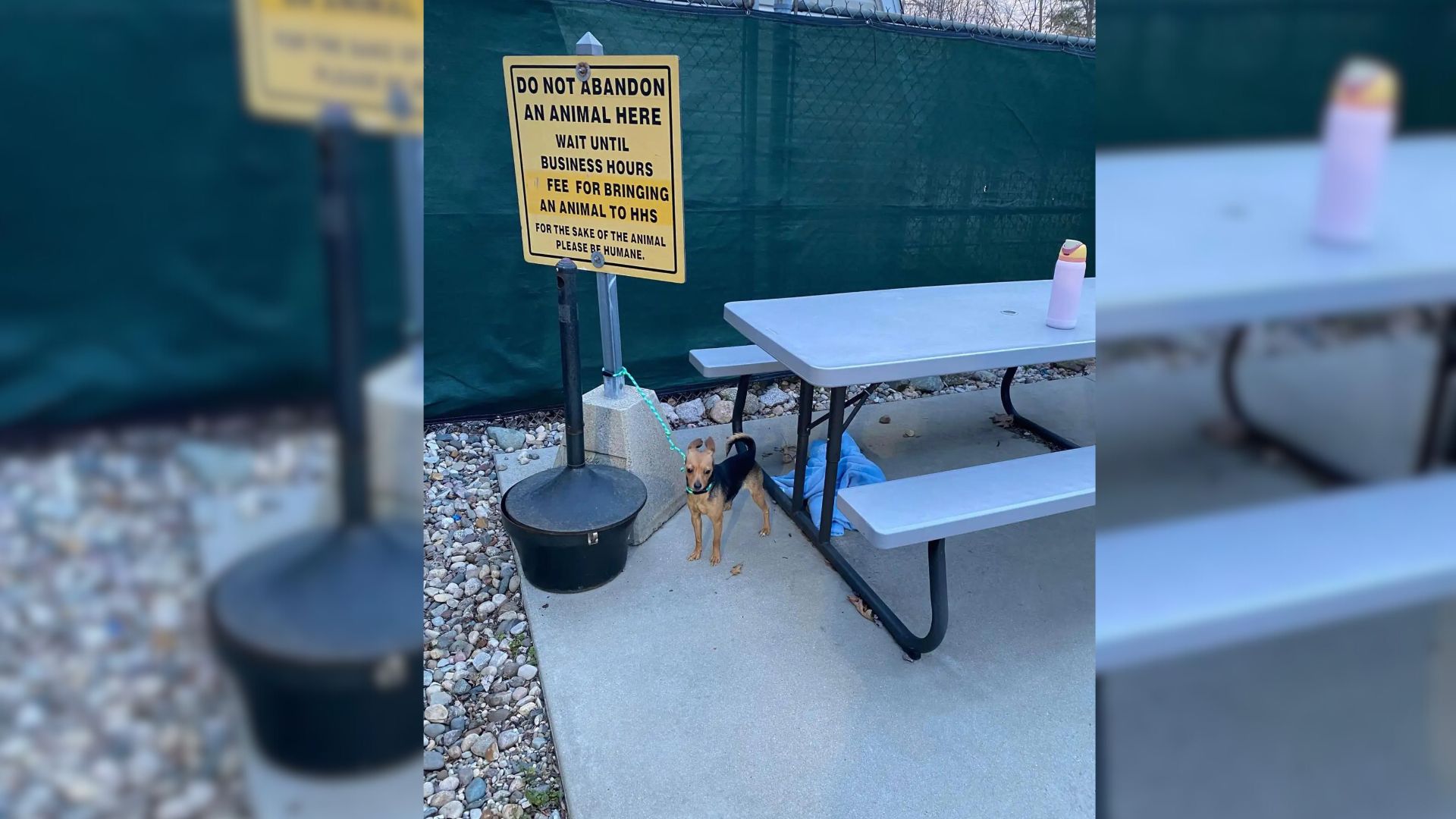 Shelter Staff Finds Shocking Surprise Next To Their ‘Do Not Abandon Animals’ Sign