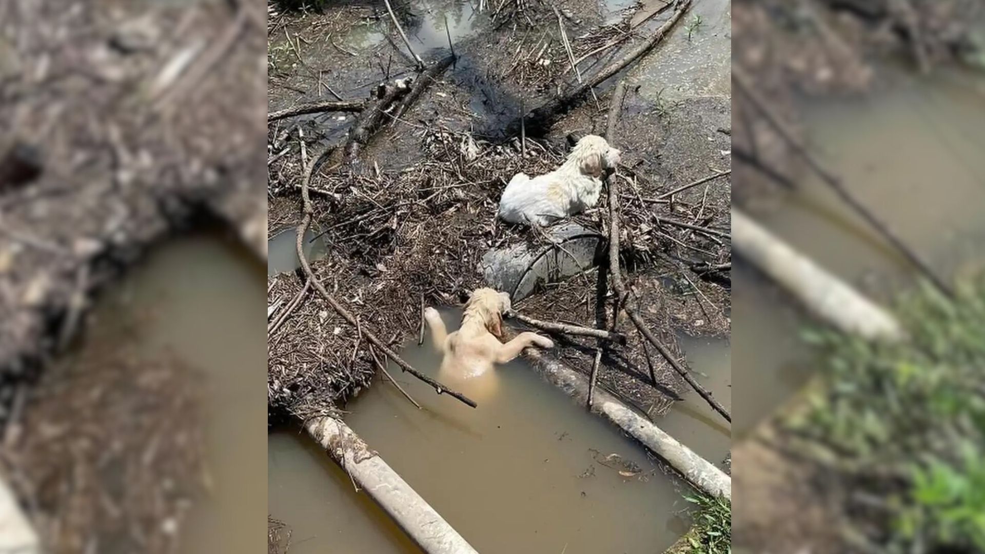 Hooman Slams On Brakes After Witnessing Owner Dump Little Puppies Into Stream