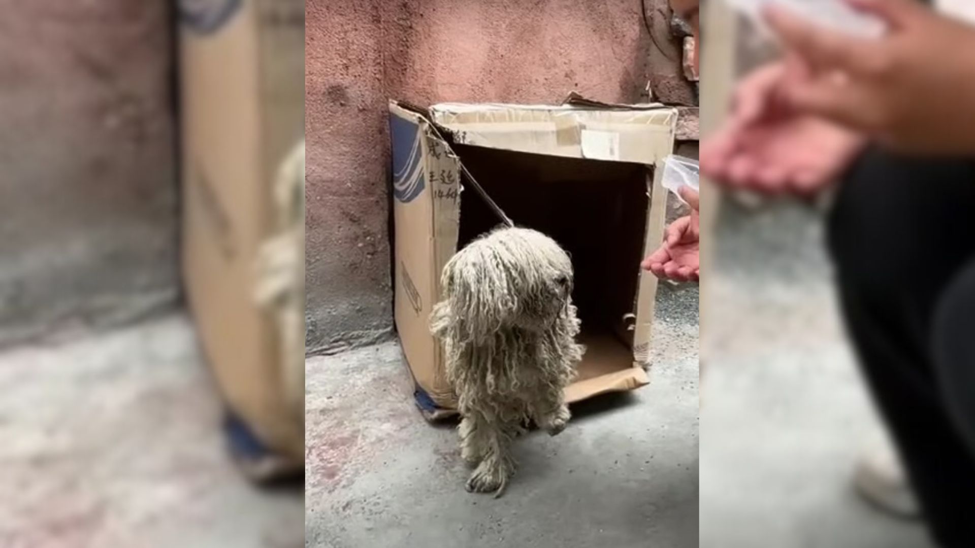 Matted Dog Hiding Under A Car Was Desperate For Help And Then Met The People Who Changed Her Life