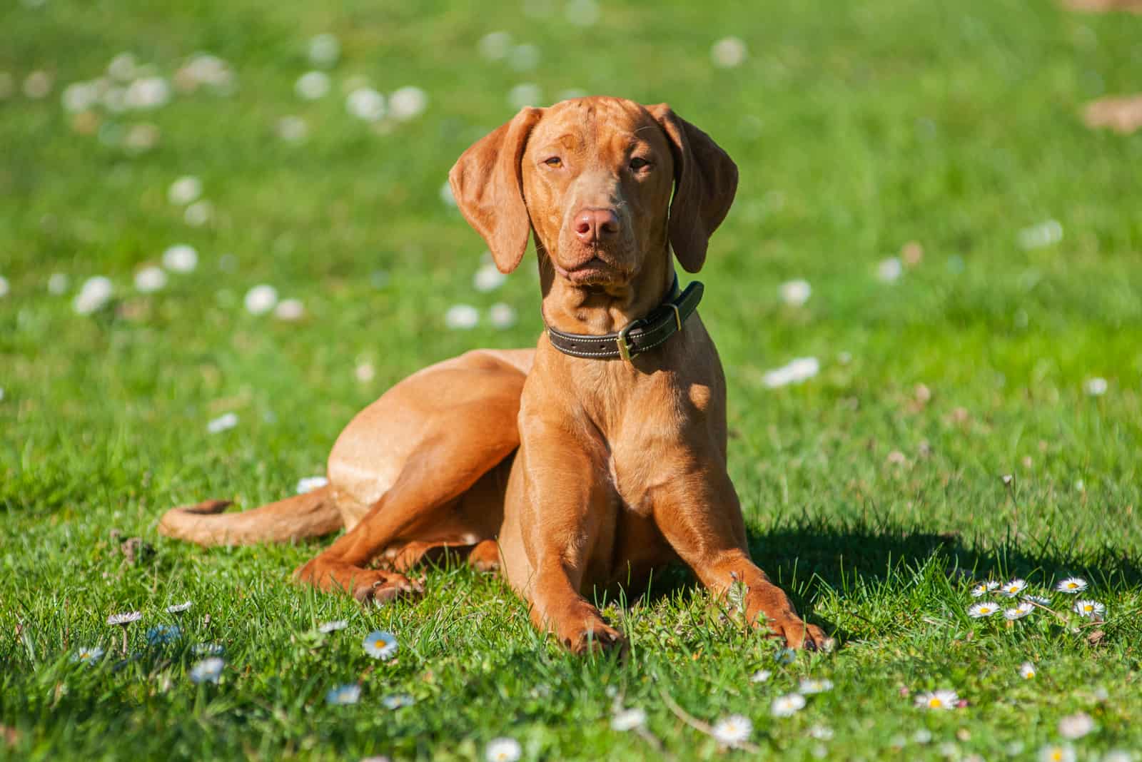 Hungarian Vizsla Dog resting on the grass