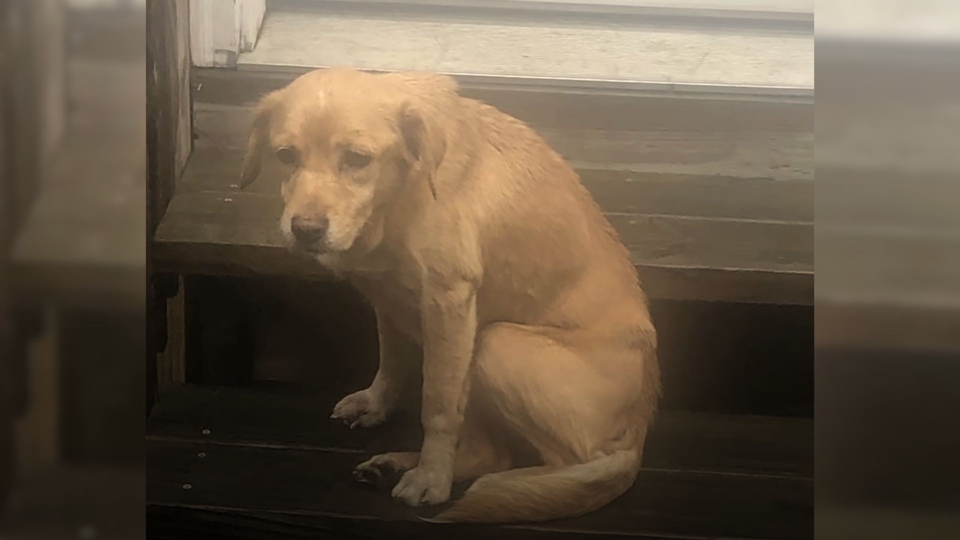 Couple Was Woken Up By A Noise In The House Only To Realize They Have A Furry Visitor