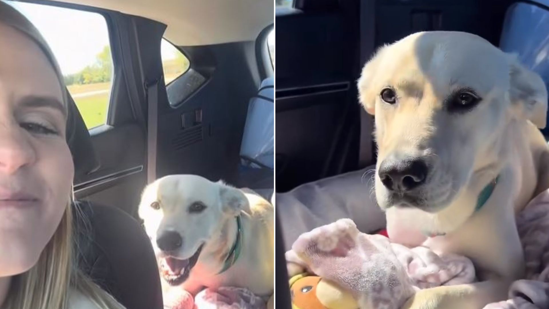 Couple Preparing For Wedding Rescues Injured Pup And Welcomes Him As A Family Member