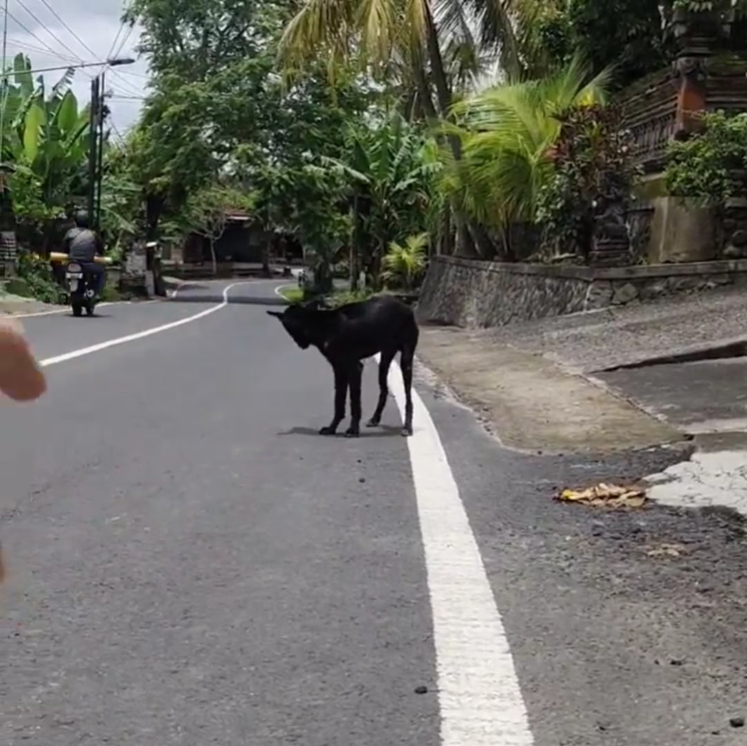 injured dog on the road