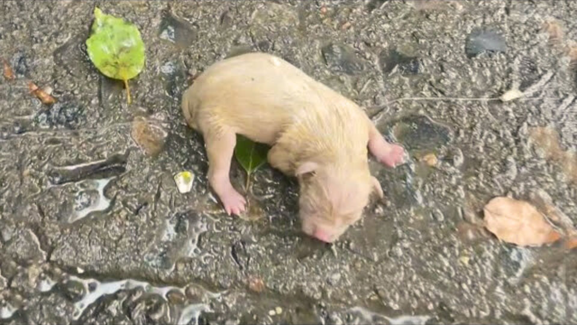 This Tiny Pup Found Injured In The Rain Was On The Edge, Until Rescuers Showed Up