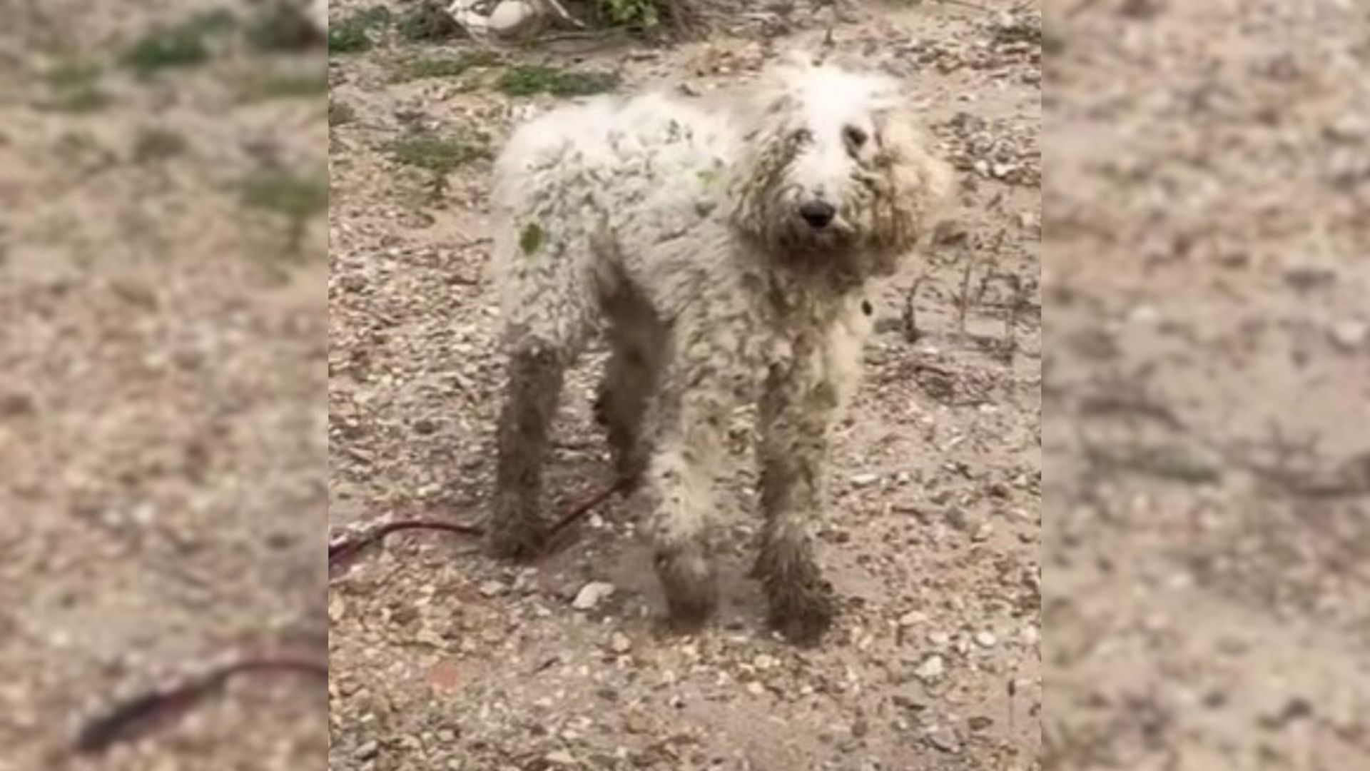 Poodle Was Too Scared To Trust Humans But Then She Met People Who Changed Her Life