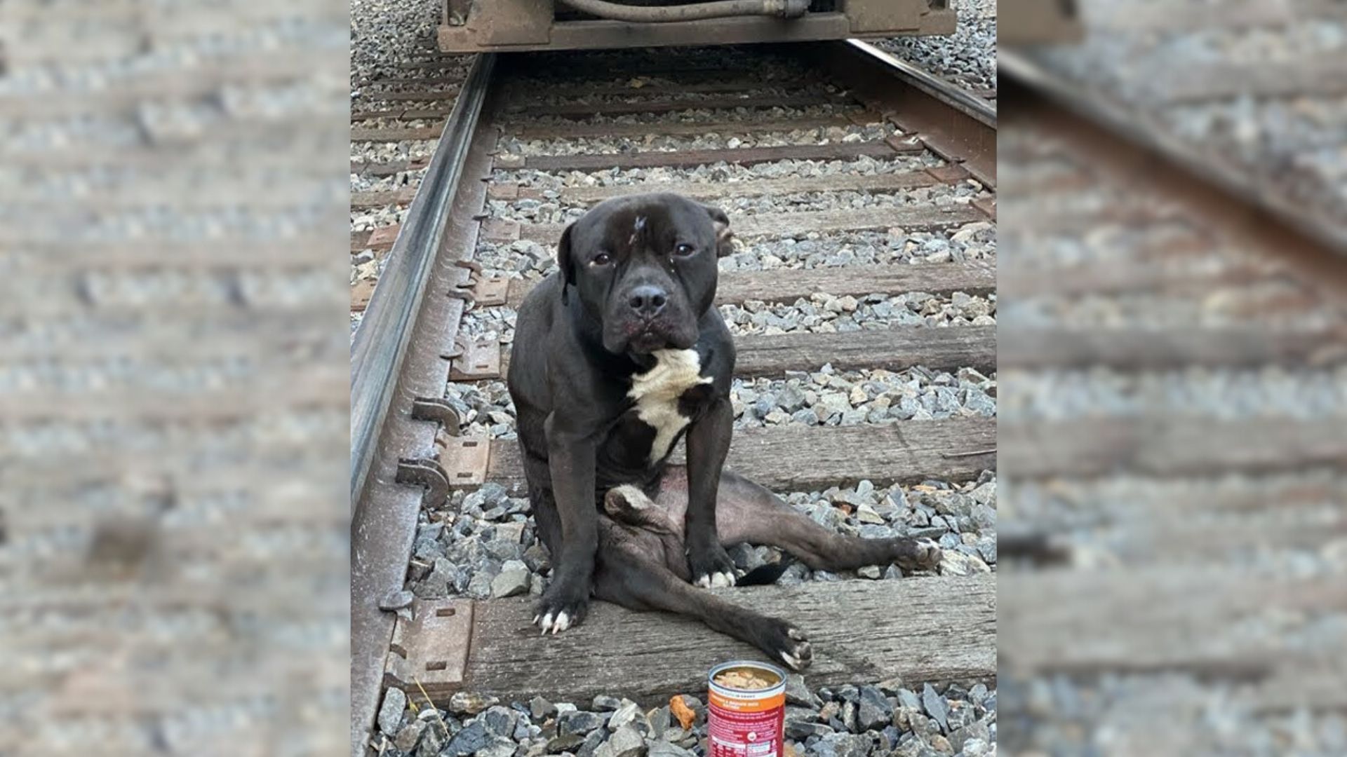 Abandoned Pup Spends Days Dodging Trains After Being Abandoned On Railroad Tracks