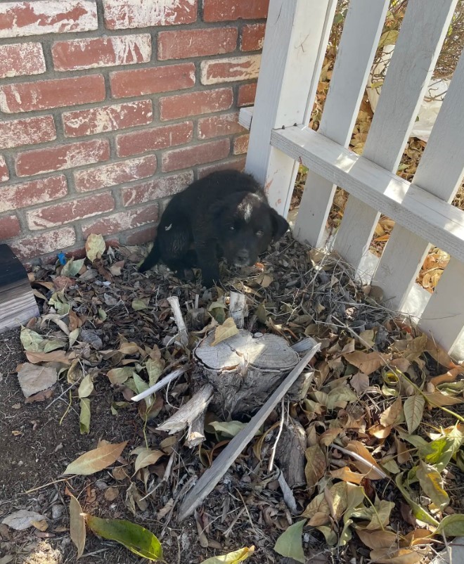 injured puppy in the yard