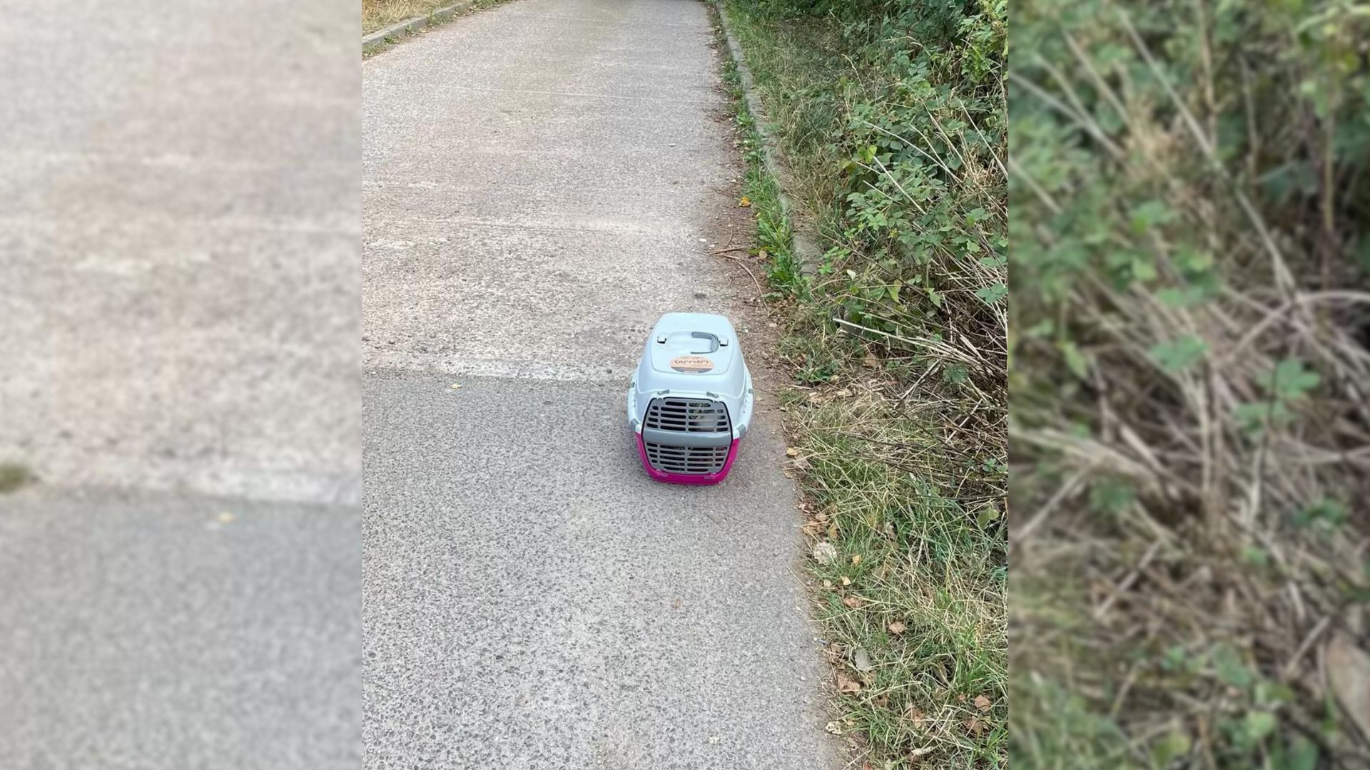 Man Leaves Crate At Shelter’s Driveway, What Workers Find In It Minutes Later Is Shocking