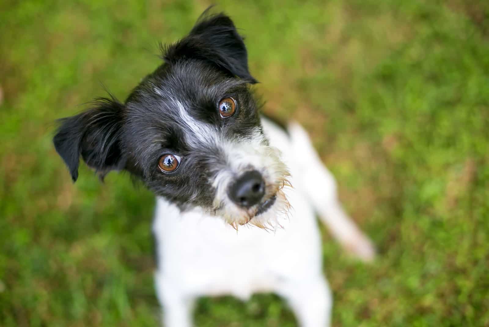 Jack-Rat Terrier