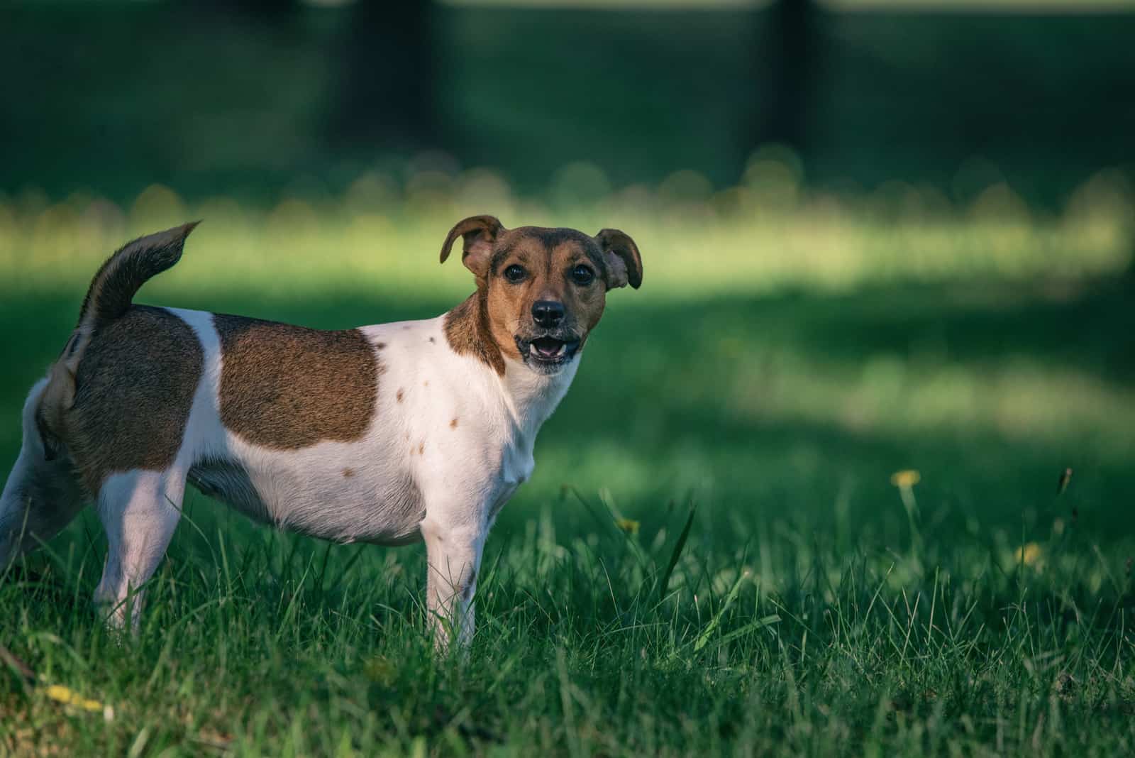 Jack Russell Greyhound