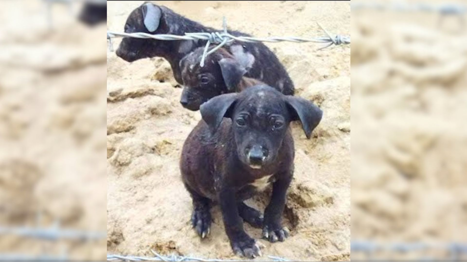 Kind Farmer Finds Abandoned Puppies Lying On An Old Blanket And Decided To Call For Help