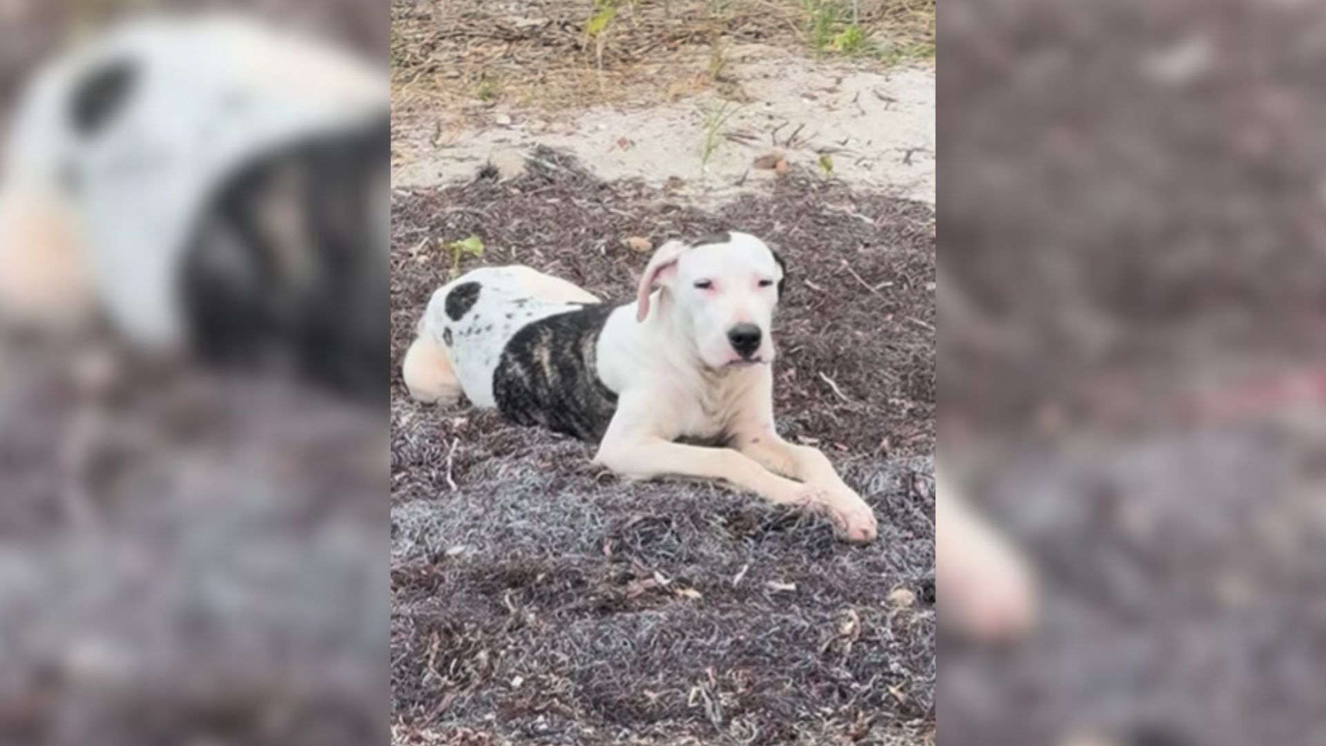 Kind Man Noticed A Sweet Stray Pup Near The Beach And Realized He Couldn’t Just Sit Back And Do Nothing