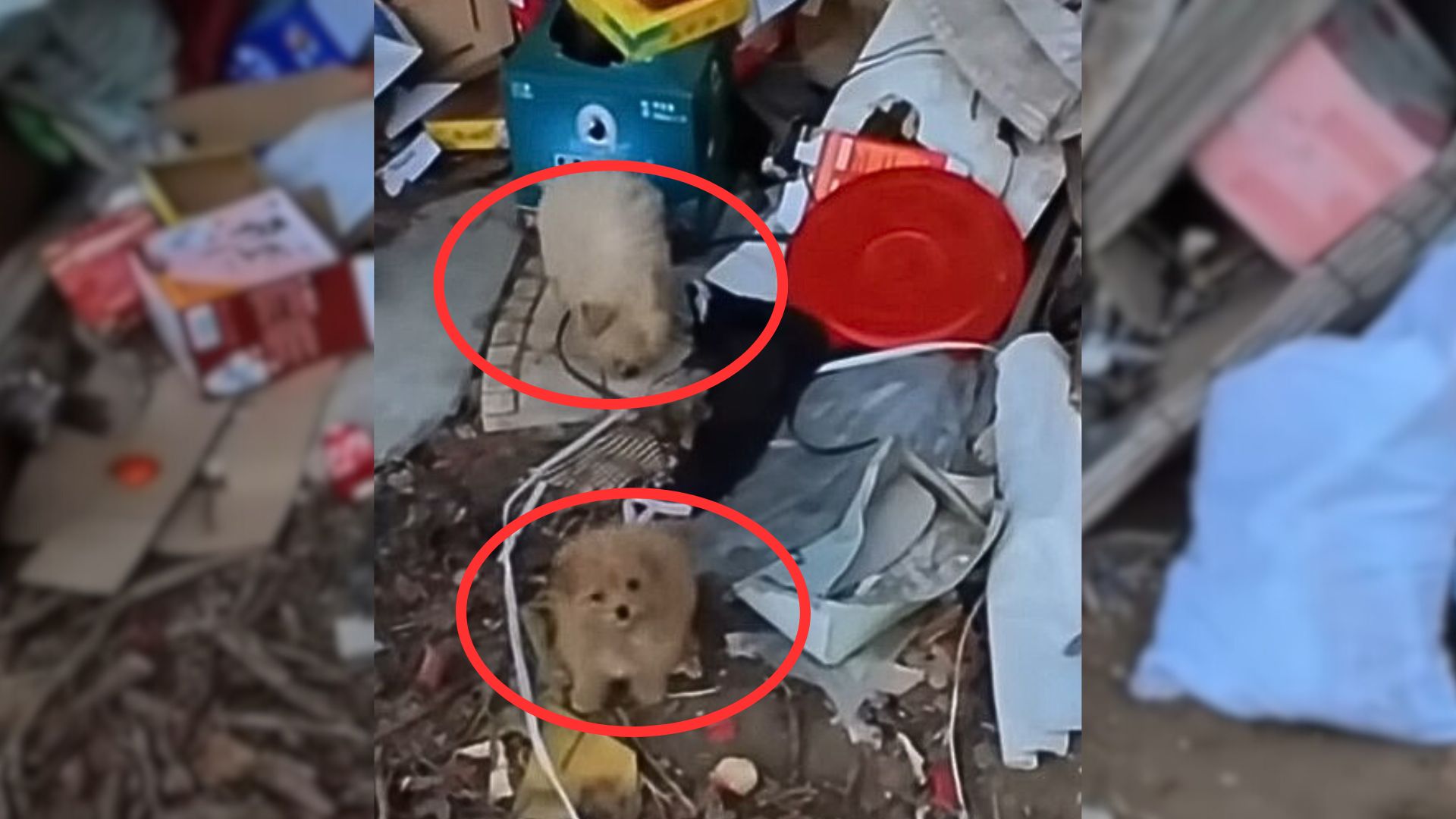 A Pair Of Bonded Puppies Dumped At Landfill, Found Searching For Food In Trash