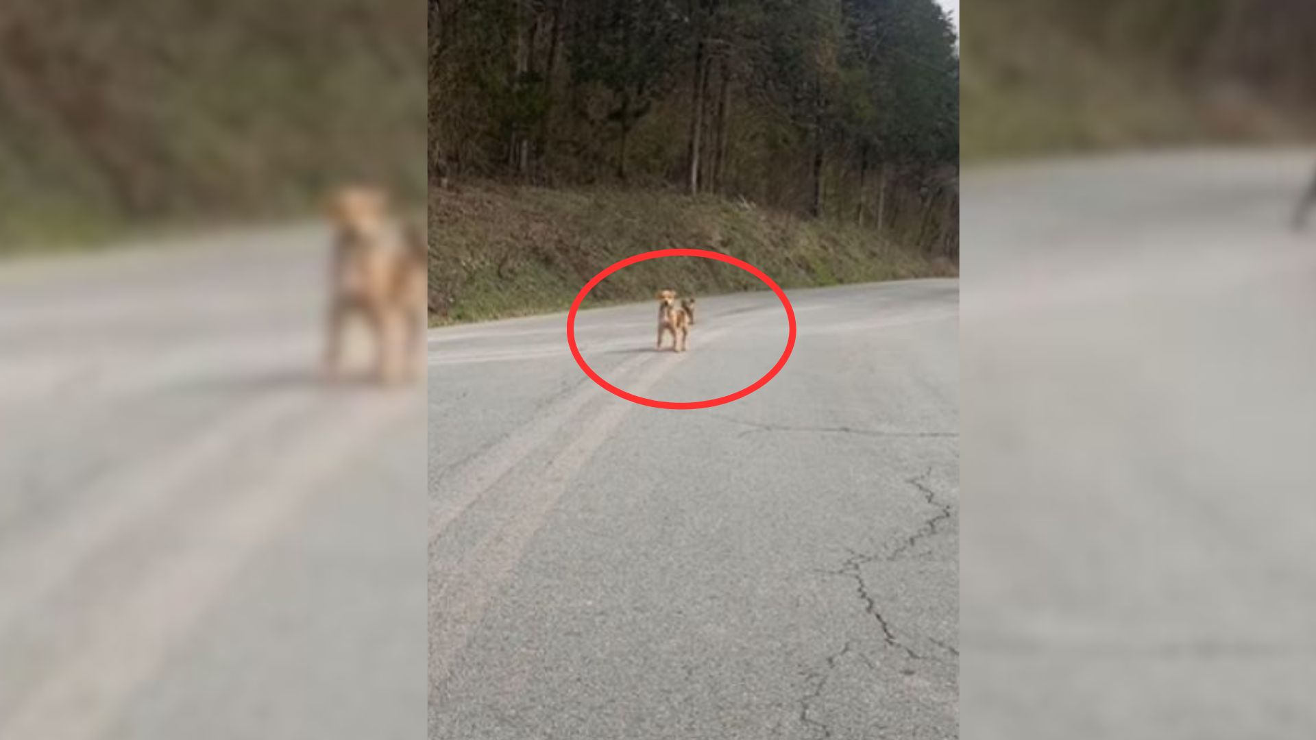 Woman Stumbles Upon Two Furry Babies In The Middle Of The Road And Rushes To Help