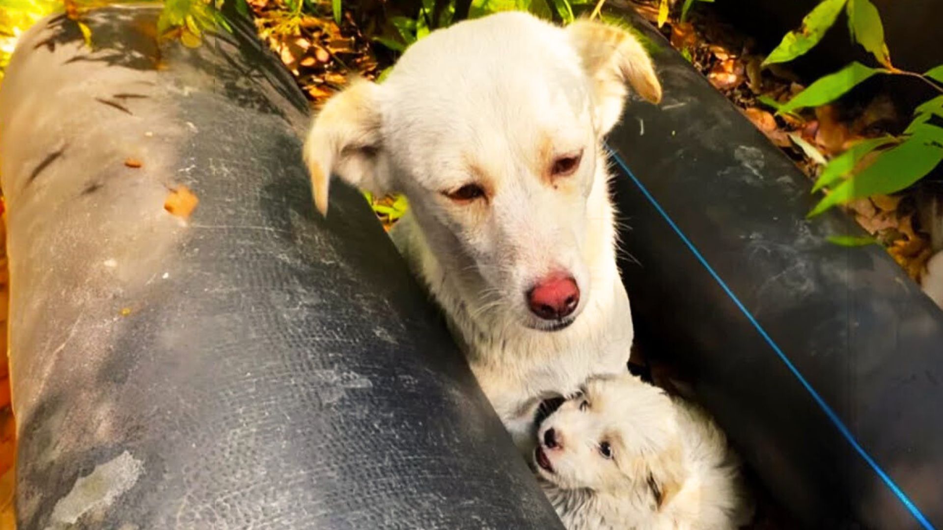 Rescuer Rushed To Save A Stray Pup Only To Realize There Is Another Surprise Waiting