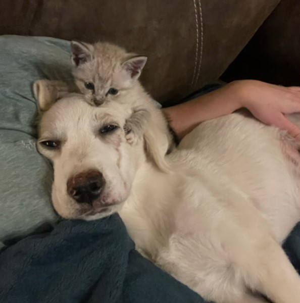 kitten and puppy lying