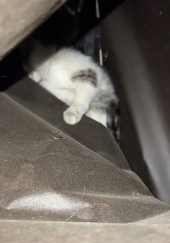 kitten in garage