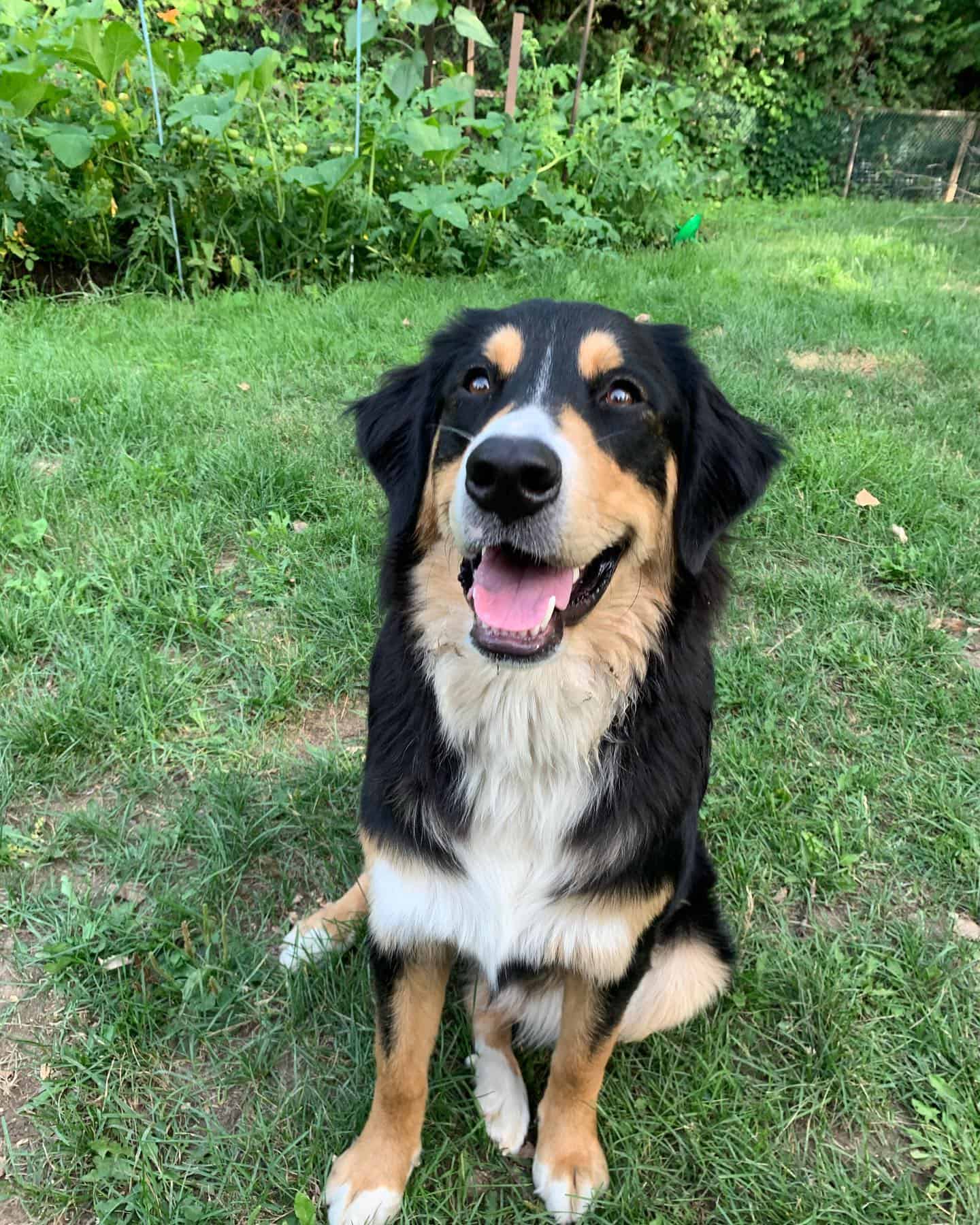 Laberner sitting on the grass