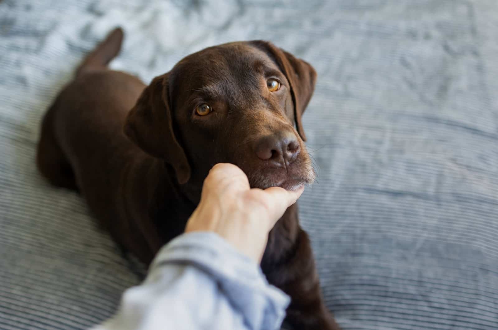 Labrador looking up to the owner